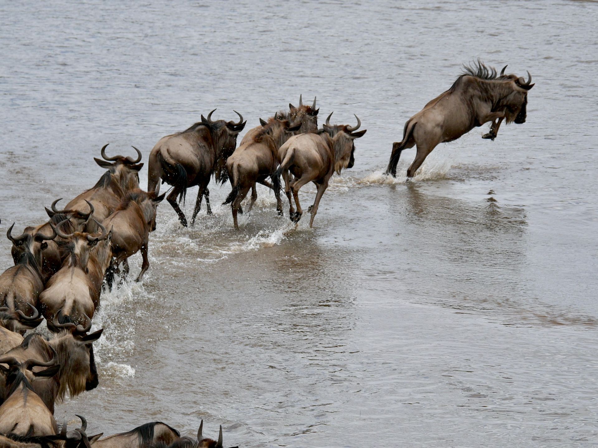 Maasai Mara Migration Safari 2026