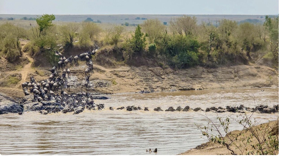 Maasai Mara