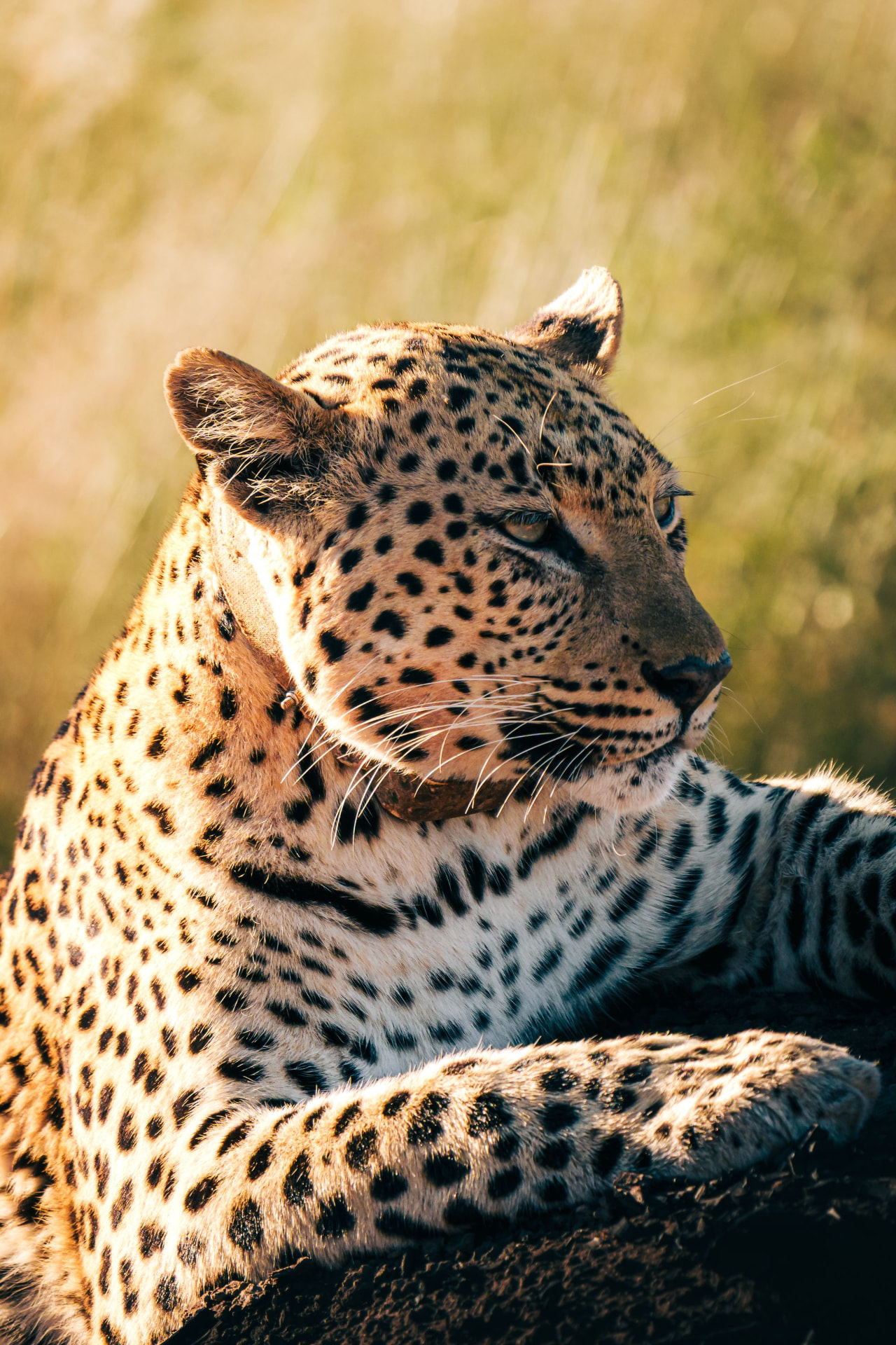 2-Day Tsavo East Adventure Safari
