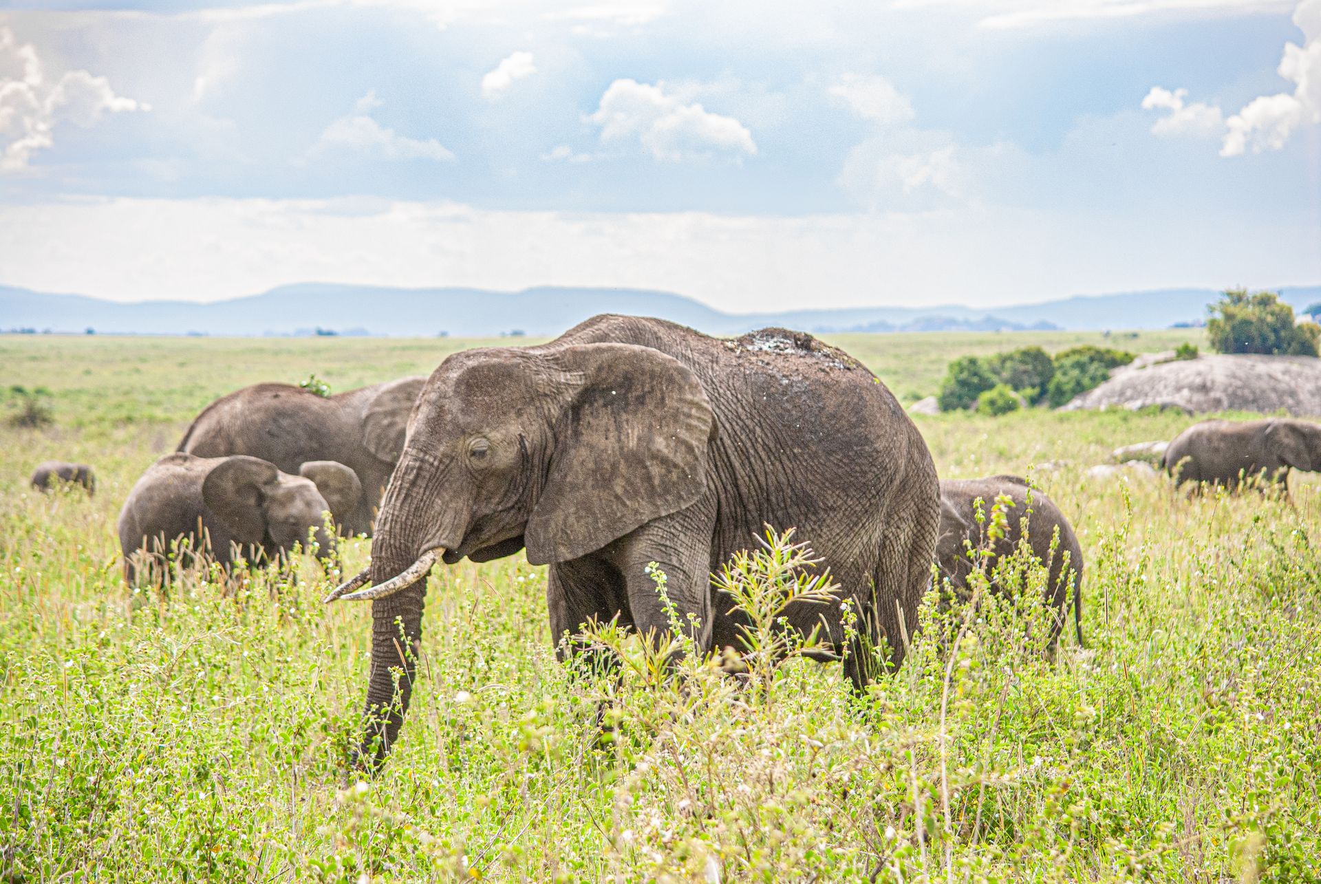 Amboseli National Park