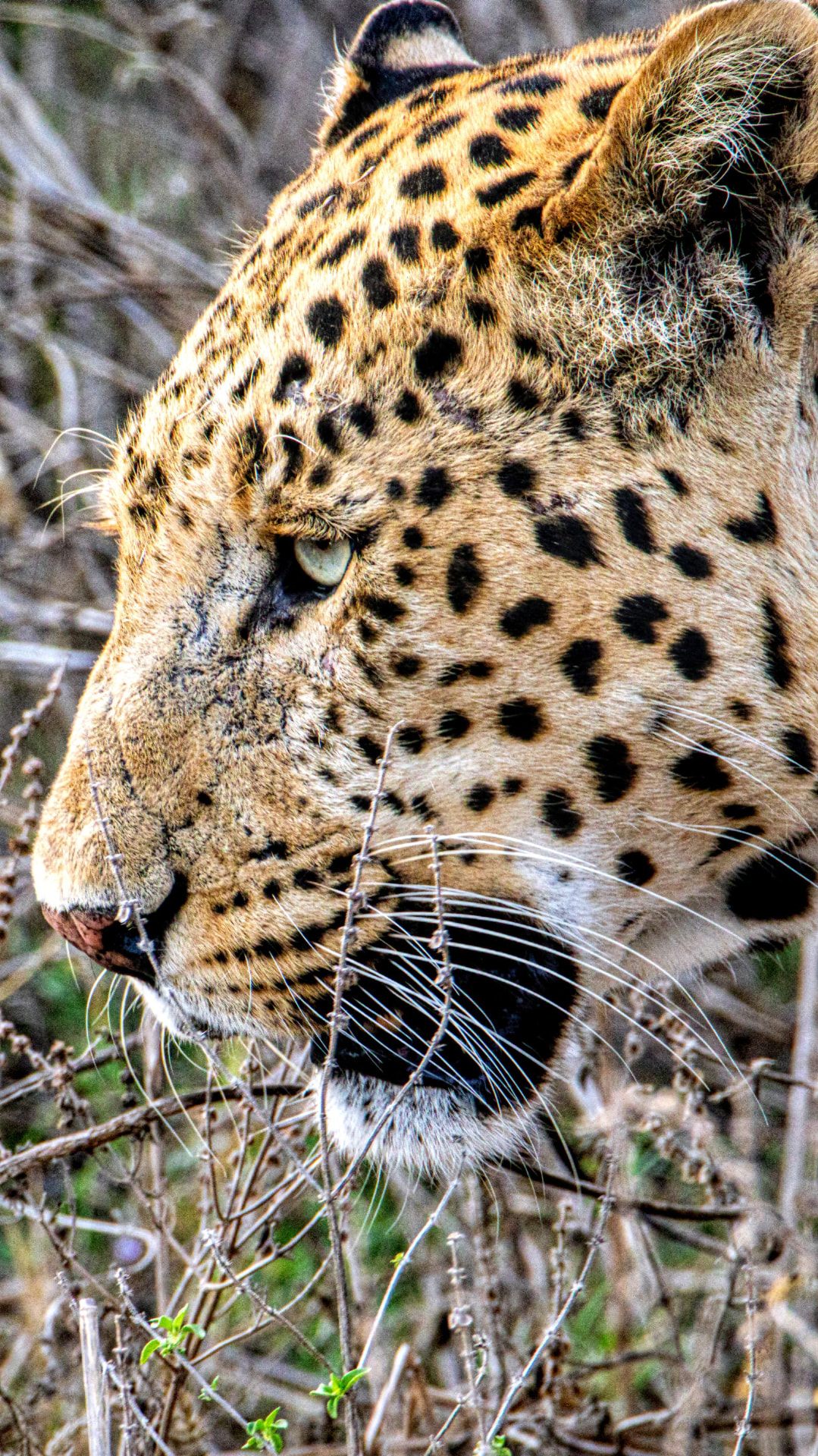 3-Day Mara Big-Five Weekend