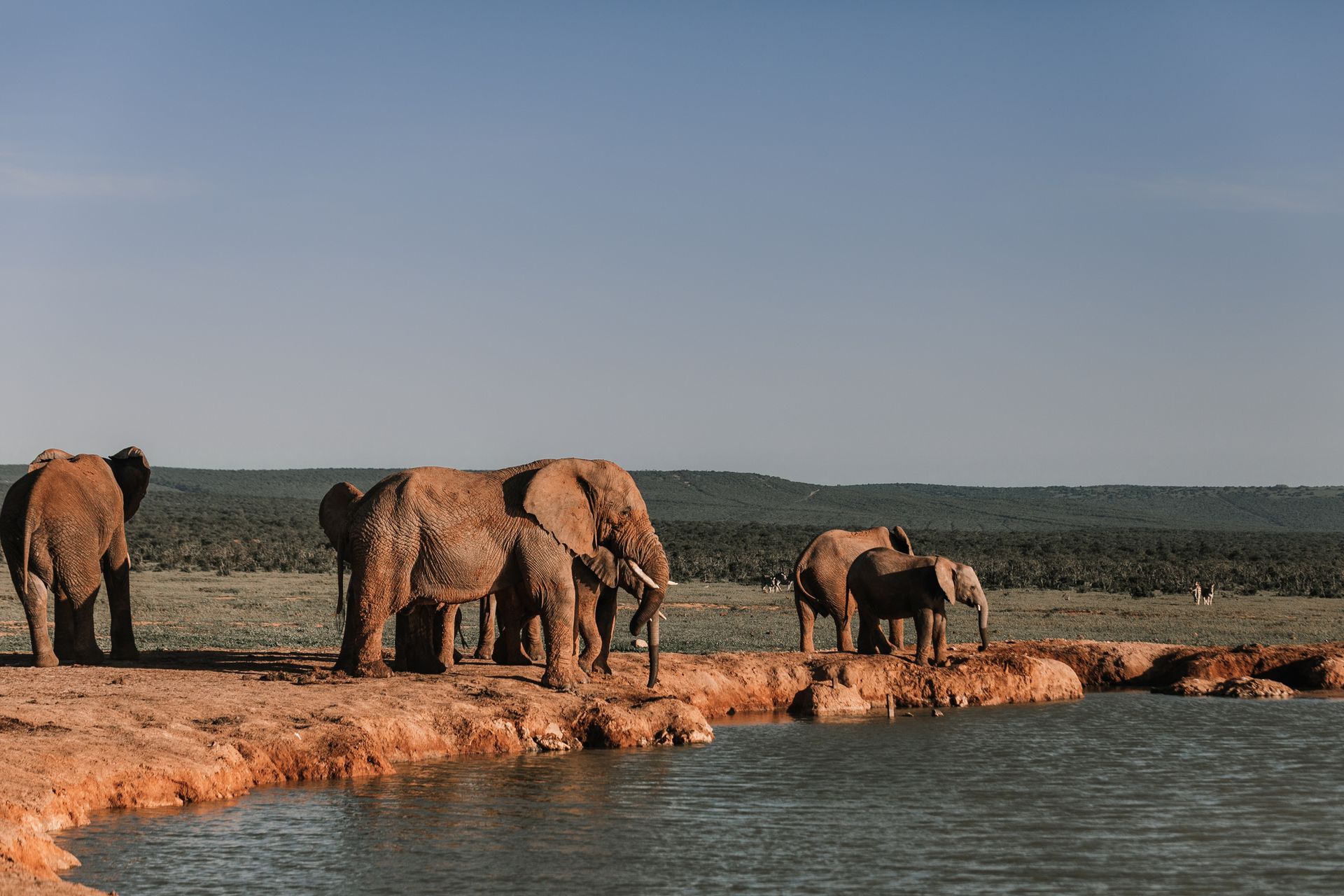 Amboseli Elephants & Kilimanjaro Views