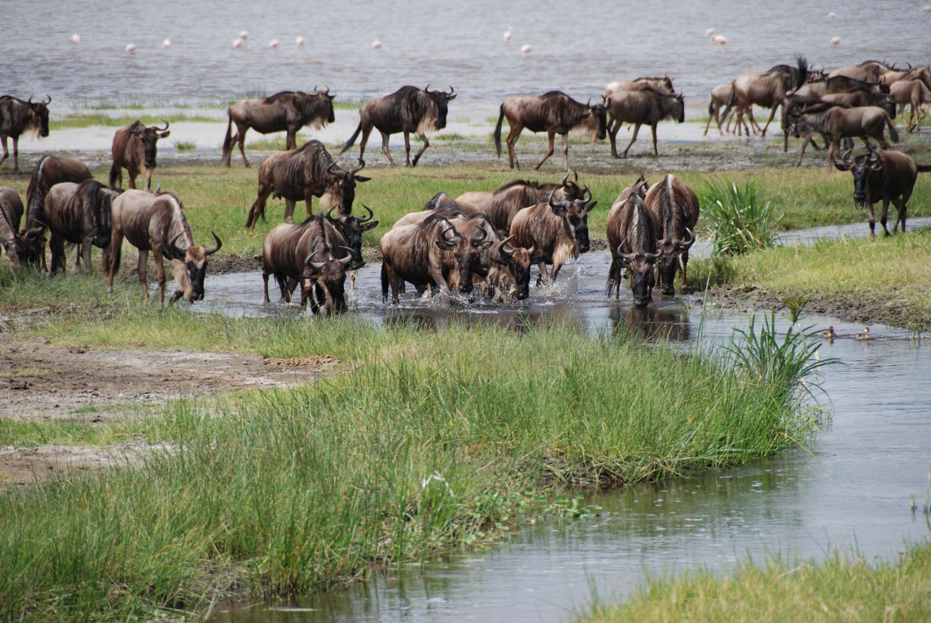 Safari Tours