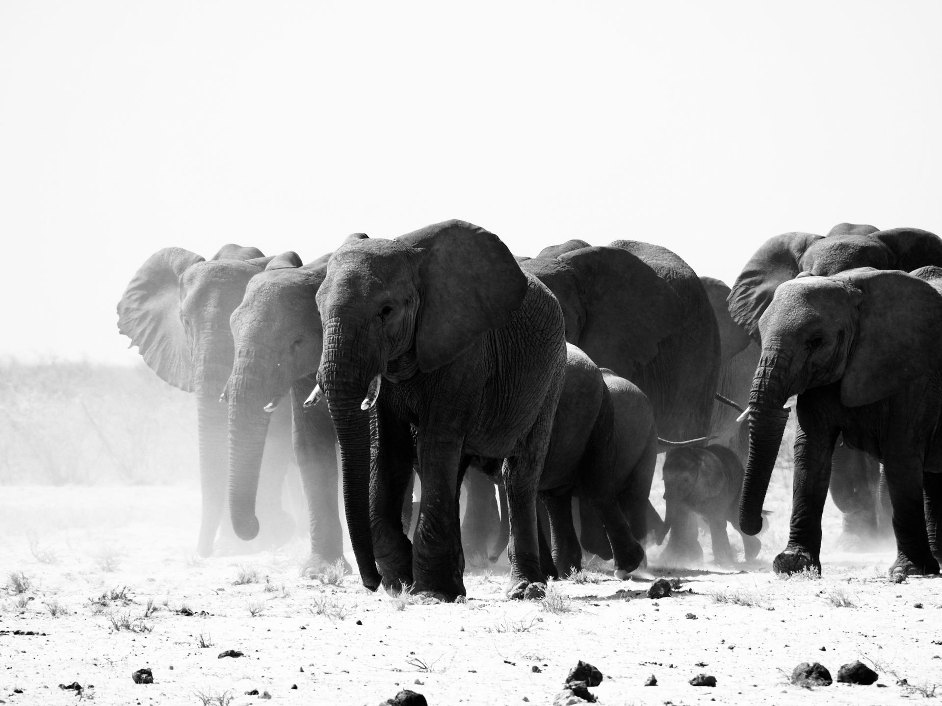 4-Day Amboseli Kilimanjaro Classic