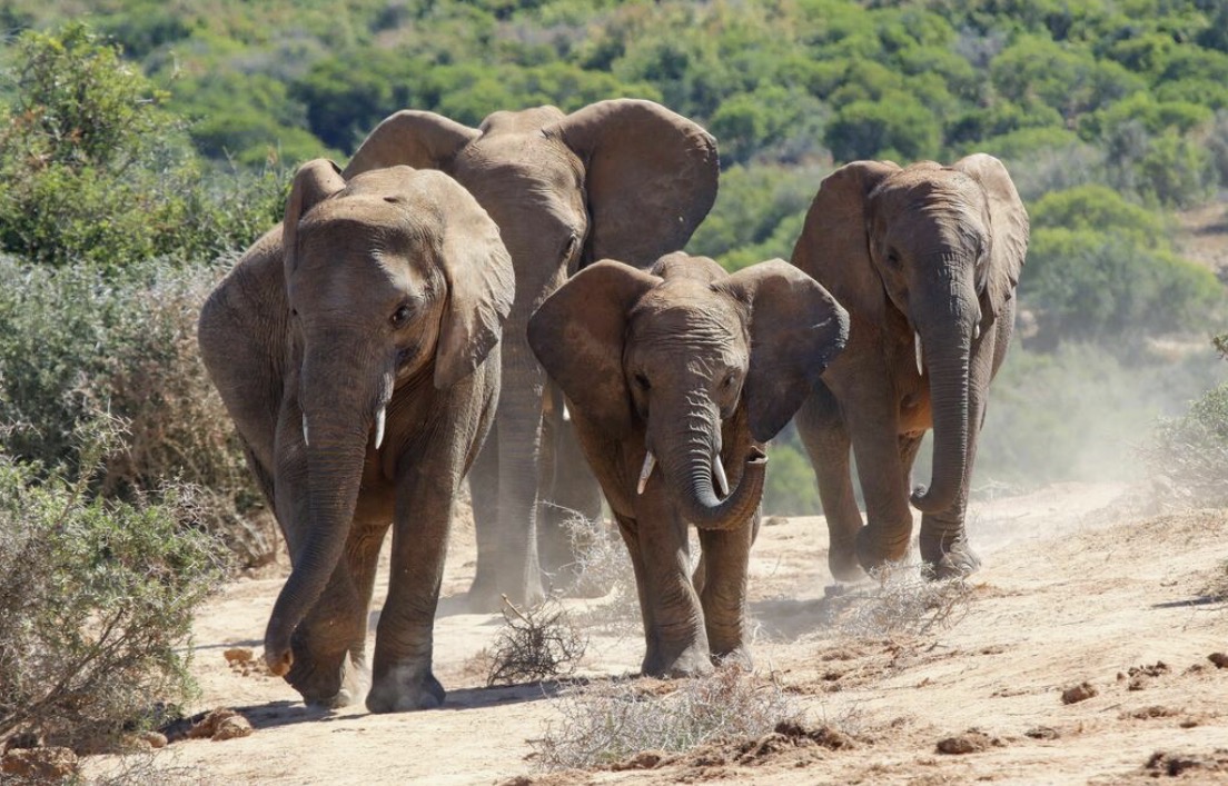 Big Five country.